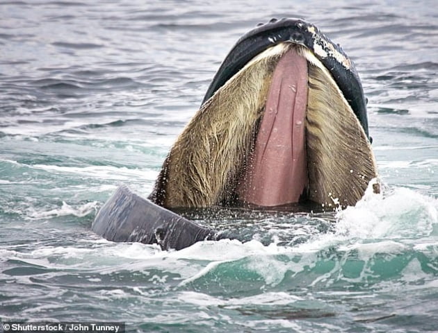 대왕고래 입 속의 수염. 미국해양대기청