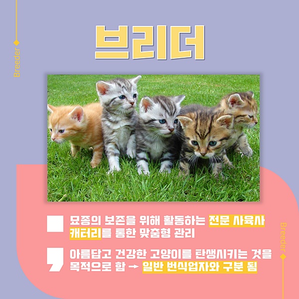 [빗나간 애착, ‘애니멀 호딩’①] 애니멀 호더·브리더·캣맘…동물을 진정으로 위하는 마음일까?