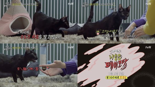 냐옹은 페이크다, 고양이 성우로 변신한 오정세 목소리 공개 (사진=tvN) 