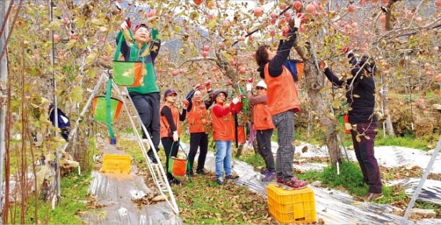 현대중공업 직원과 가족들이 지난달 17일 밀양 동명마을에서 사과 수확을 돕고 있다. 현대중공업  제공   
 