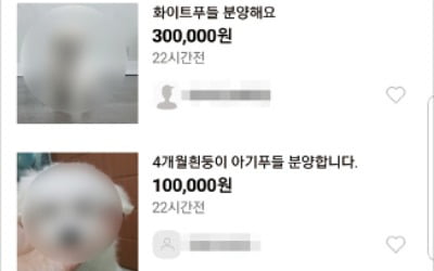 "20만원에 팔아요"…맘카페서 반려견 불법거래