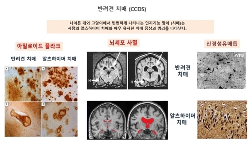 지엔티파마 "반려견 치매치료제 개발…내년 신약승인 신청"