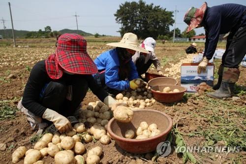 제천시 "농산물 가격안정 기금 첫 지원…감자만 가능"