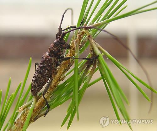 '걸리면 죽는' 소나무재선충병 경기지역 4.7%↑