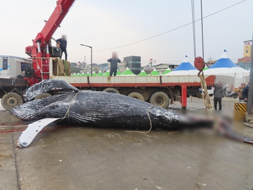 울진 앞바다서 해양보호생물 혹등고래 죽은 채 발견