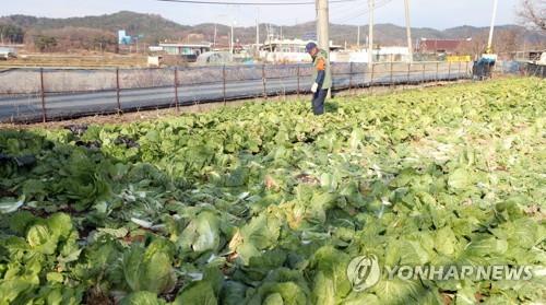 익산시, '암 집단발병' 장점마을에 벼 친환경 재배단지 조성