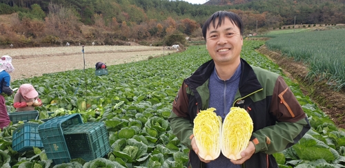 '암·피부 노화 예방' 진도 베타 쌈배추 본격 출하