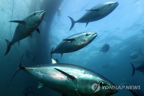 [알쏭달쏭 바다세상](42) 죽을 때까지 단 한 순간도 멈추지 않는다…바다의 포르쉐