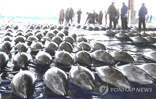 [알쏭달쏭 바다세상](42) 죽을 때까지 단 한 순간도 멈추지 않는다…바다의 포르쉐