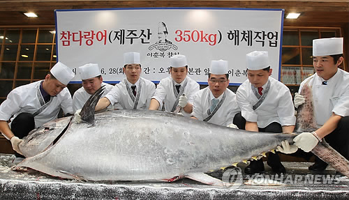 [알쏭달쏭 바다세상](42) 죽을 때까지 단 한 순간도 멈추지 않는다…바다의 포르쉐