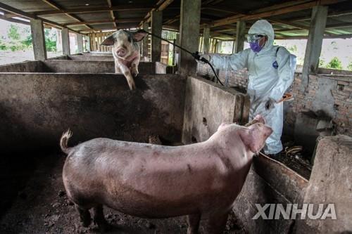인도네시아서 돼지콜레라 확산으로 2만7천마리 폐사