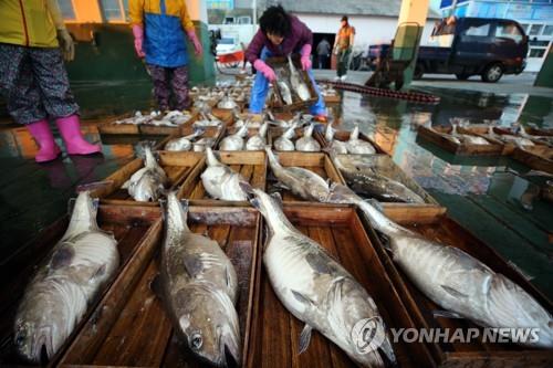 "갓 잡은 대구 넣은 떡국 맛보세요"…거제서 수산물축제 개막