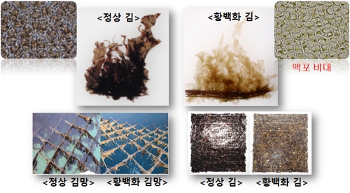 국립수산과학원, 김 황백화 예방하는 영양물질 개발