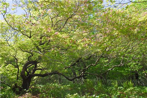 울릉도 황토구미·봉화 철쭉 군락지 국가 산림문화 자산 된다