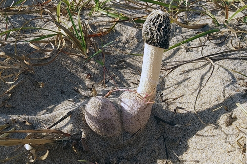 동해 망상해변서 국내 미기록종 모래말뚝버섯 확인
