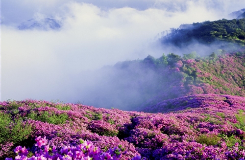 장수 봉화산 산철쭉군락지, 국가 산림문화자산 신규 지정