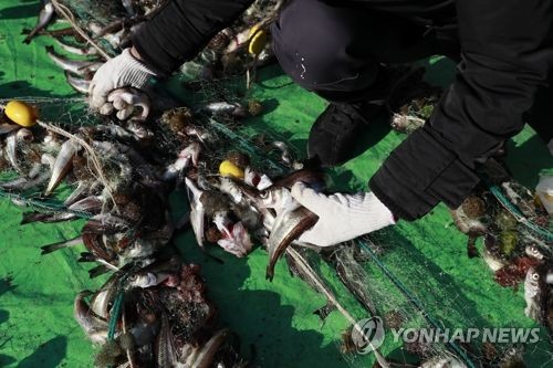 "겨울별미 도루묵 맛보러 오세요" 양양 물치항서 축제