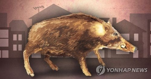 순천서 주택 침입한 멧돼지에 물린 할머니 중상