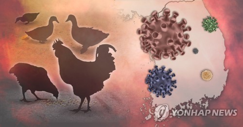 AI 위험 큰 지역에 닭·오리 농장 신규허가 제한
