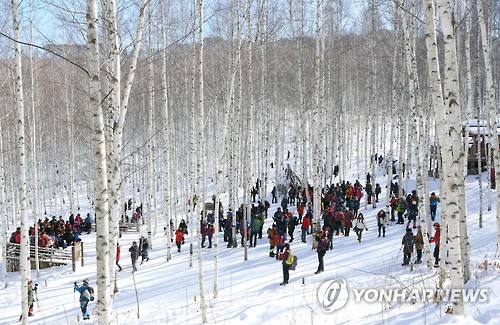 인제 자작나무 숲에 갈대 군락지 복원…명품 숲 '제2의 도약'