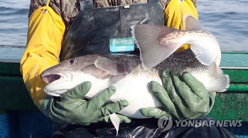 [#꿀잼여행] 영남권: 임금에게 진상한 겨울 생선 왕 '가덕도 대구'가 왔어요