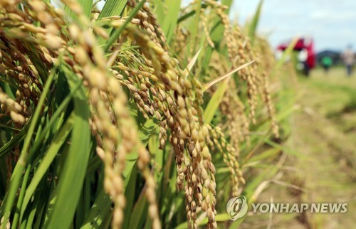 "쌀 관련 소비자 불만 증가…온라인서도 도정일자 제공해야"