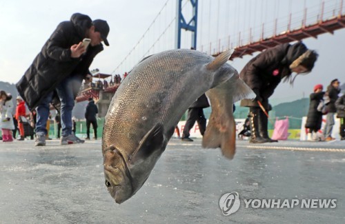 한 달 앞둔 화천산천어축제에 외국인 자유여행가 예약 급증