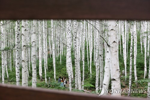 인제 자작나무 숲에 갈대 군락지 복원…명품 숲 '제2의 도약'