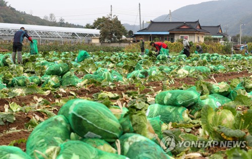 춘천 외국인 계절 근로자 한 농가에 최대 7명으로 늘어