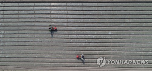 가격폭락 영향…내년 양파 재배면적 16~26% 줄어들 전망