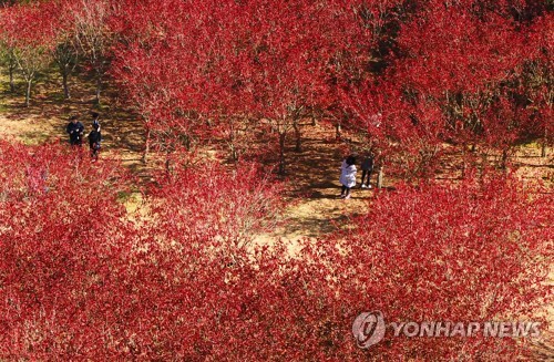 제주 방문 연간 관광객 1천500만명 재돌파할듯