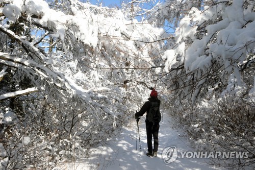 '은빛 정취'…코 시린 날씨에 전국 스키·축제장 인파로 북적