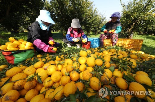 고흥 '유자' 제 이름 달고 세계 시장 진출