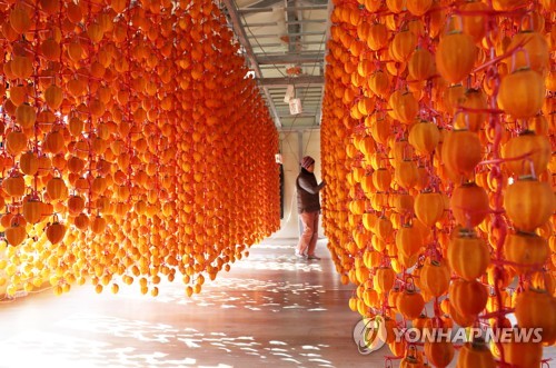 [#꿀잼여행] 충청권: 달콤 쫀득 곶감 한입에 '쏘∼옥'…양촌곶감축제