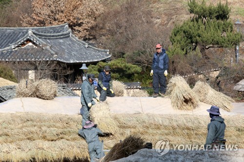 경주 양동마을 초가 새단장…내년 1월까지 볏짚 이엉 교체