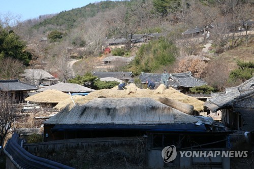 경주 양동마을 초가 새단장…내년 1월까지 볏짚 이엉 교체