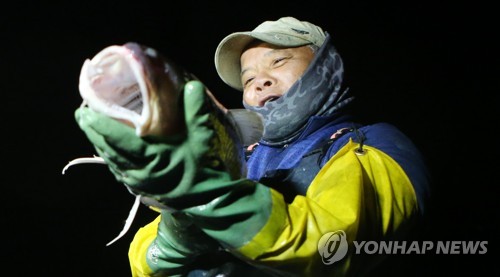 겨울 대표 생선이 돌아왔다…거제 진해만서 대구잡이 한창