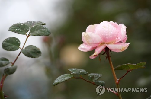 [날씨] 일요일 전국 곳곳 비 소식…낮 최고기온 4∼12도