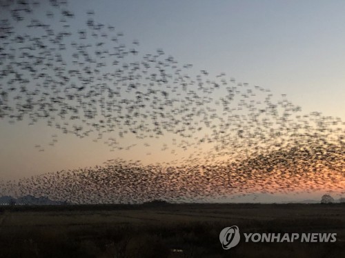 '겨울이 좋아'…스키장·관광지·축제장 나들이객 북적