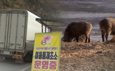 연천·철원서 아프리카돼지열병 2건 확진…전국 누적 46건