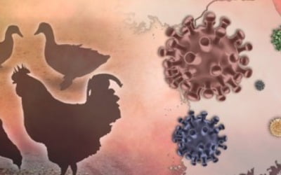 경남 김해서 H5N9형 조류 인플루엔자 바이러스 검출