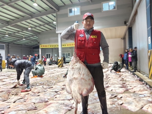 제철 맞은 겨울 별미 흑산 홍어 풍어…가격 하락에 어민 한숨