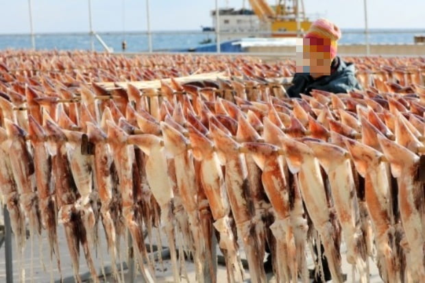 따뜻한 겨울·수상한 바다…魚라, 물고기 지도가 다 바뀌었네!