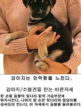 인터넷 커뮤니티에 올라온 강아지를 안는 바른자세. 