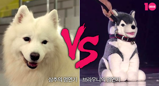 상추의 명연기 vs 브라우니의 명연기