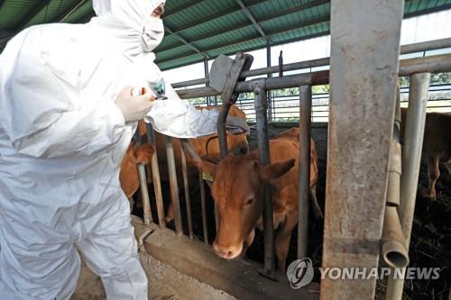 충북 구제역 항체 형성률↑ 소 99%·돼지 88%…과태료 부과 없어