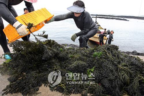 [알쏭달쏭 바다세상](45) 이게 들어가면 김치가 고상해진다?