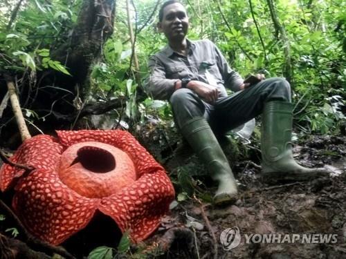 '세상 가장 큰 꽃' 인도네시아서 발견…1.11m 라플레시아