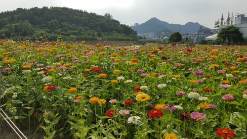 '목포 상징' 삼학도, 꽃섬으로 다시 태어난다