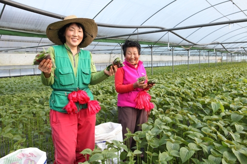 금산 깻잎 4년 연속 연 매출 500억원대 달성